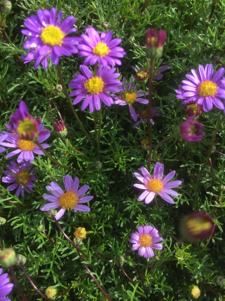 Brachyscome multifida’ break of day’ - Main Neerim Nursery