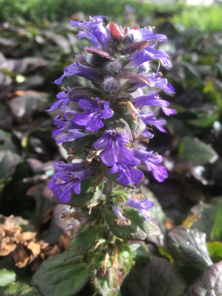 Ajuga reptans -Purpurea