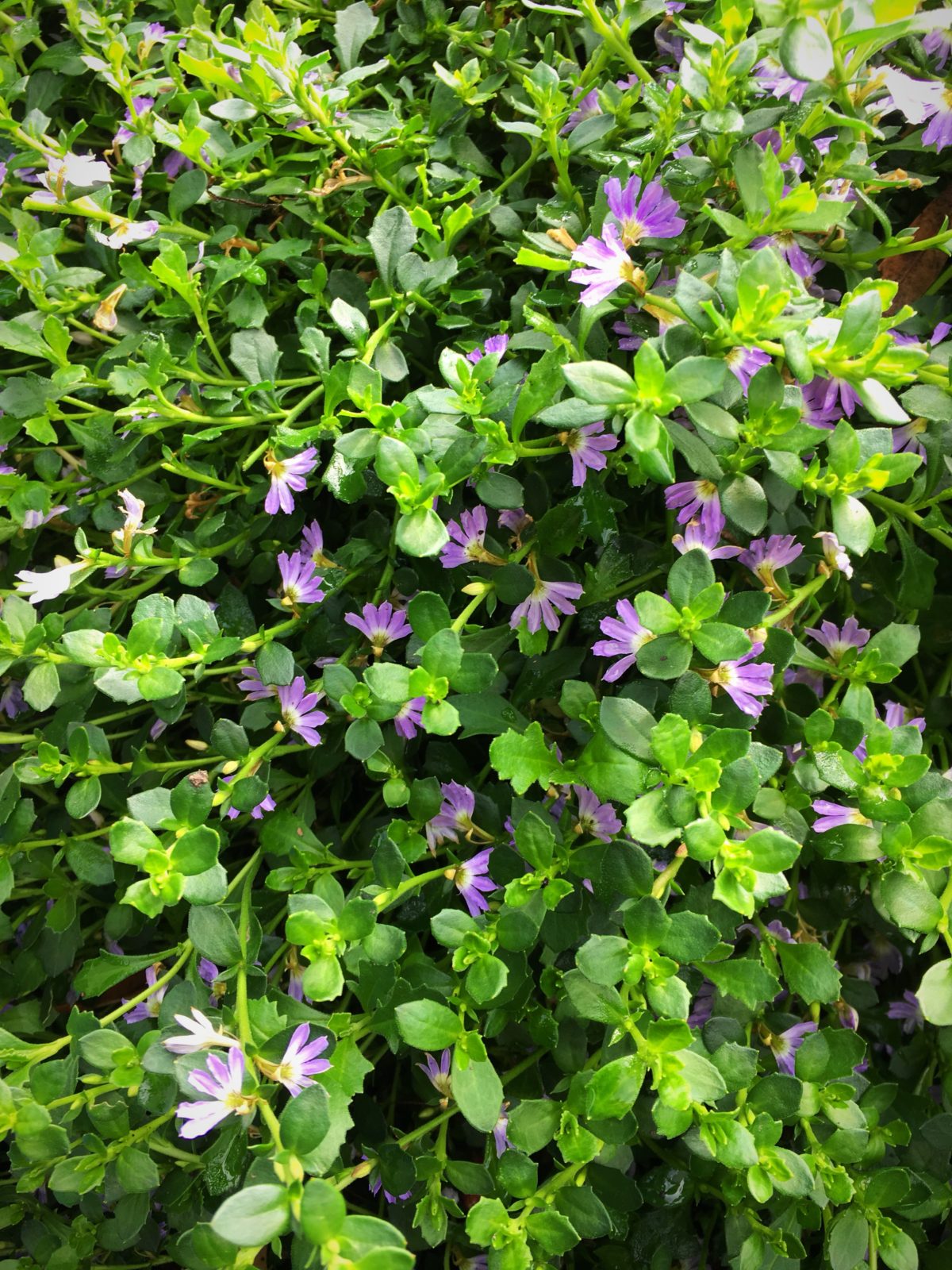 Scaevola- Mauve clusters