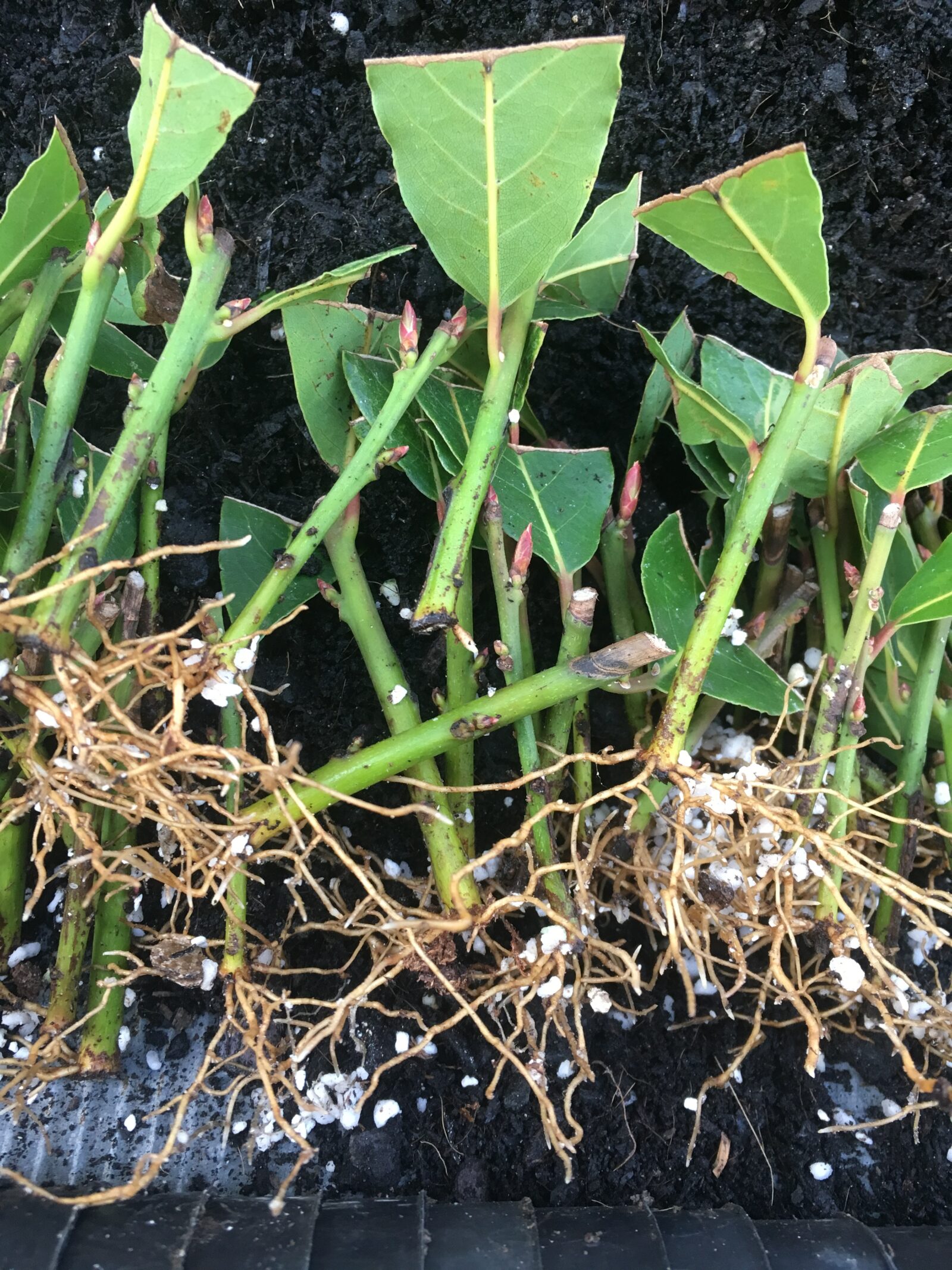 Laurus nobilis (Bay tree)